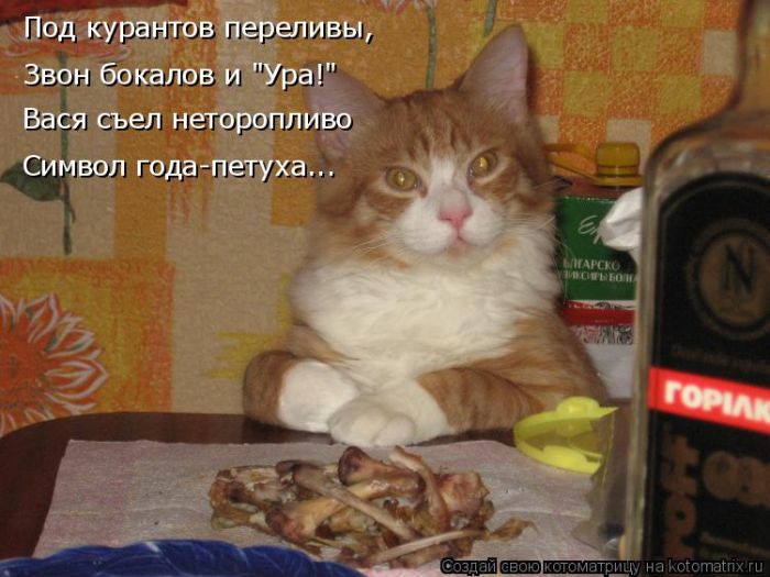 Лучшие котоматрицы недели