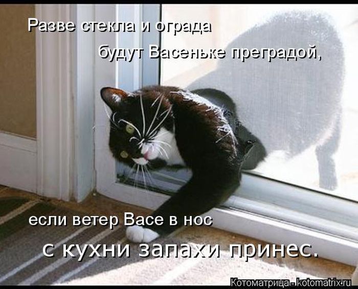 Лучшие котоматрицы недели