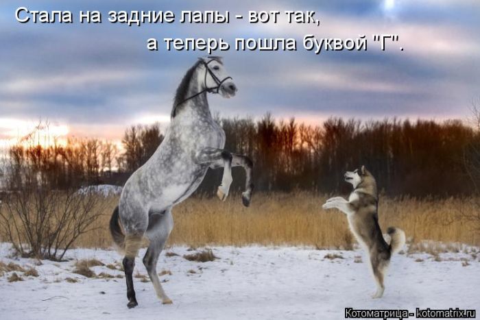 Лучшие котоматрицы недели