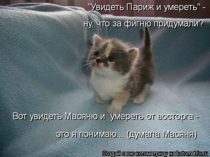 Лучшие котоматрицы недели