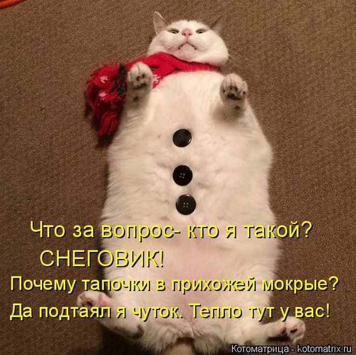 Лучшие котоматрицы недели