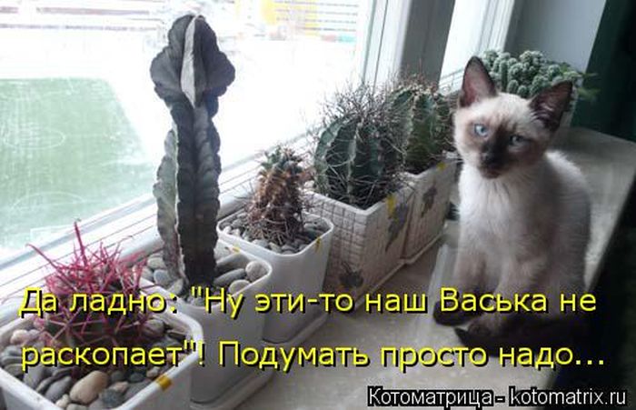 Лучшие котоматрицы недели