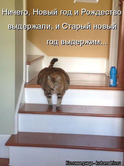 Лучшие котоматрицы недели