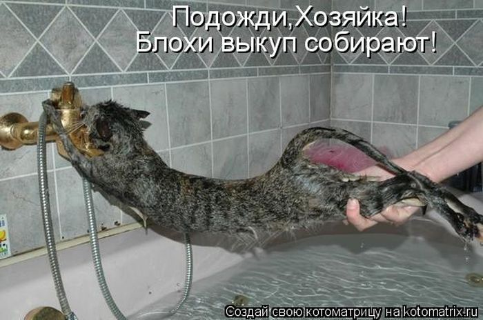 Лучшие котоматрицы недели