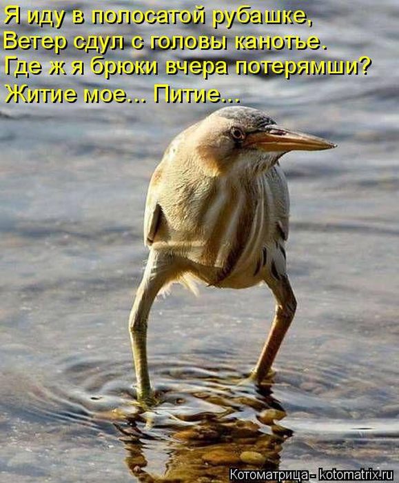 Лучшие котоматрицы недели