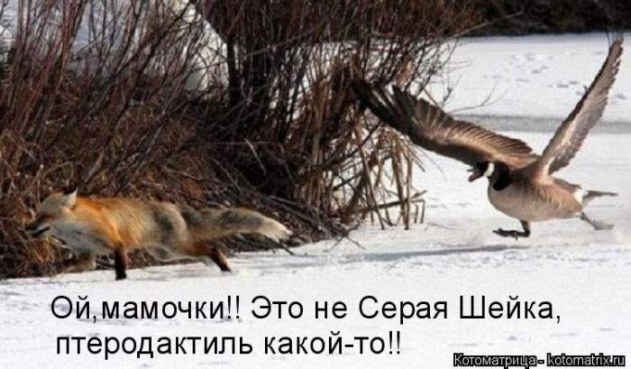 Лучшие котоматрицы недели