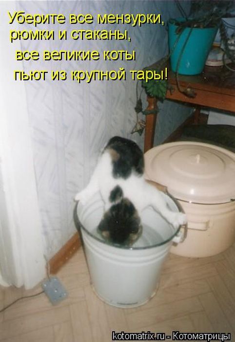 Лучшие котоматрицы недели