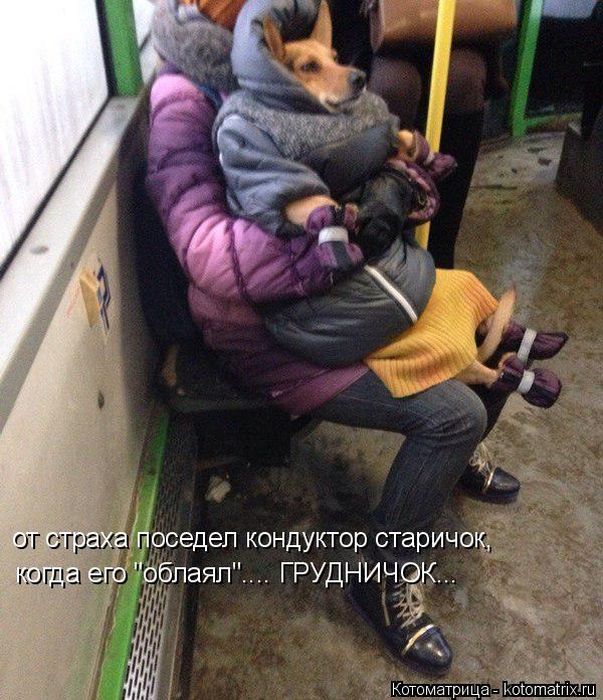 Лучшие котоматрицы недели