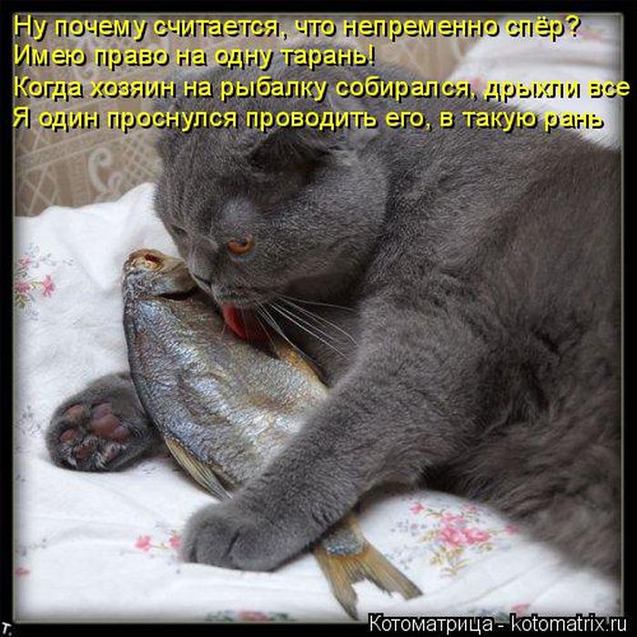 Лучшие котоматрицы недели