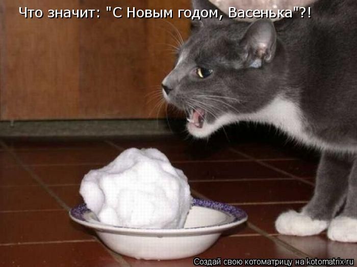 Лучшие котоматрицы недели