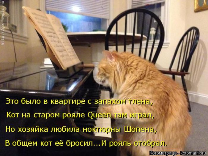 Лучшие котоматрицы недели