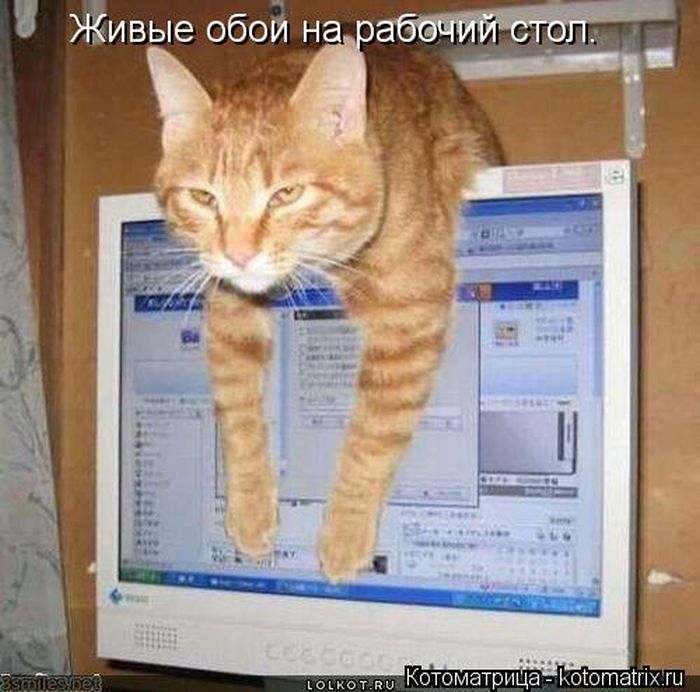 Лучшие котоматрицы недели