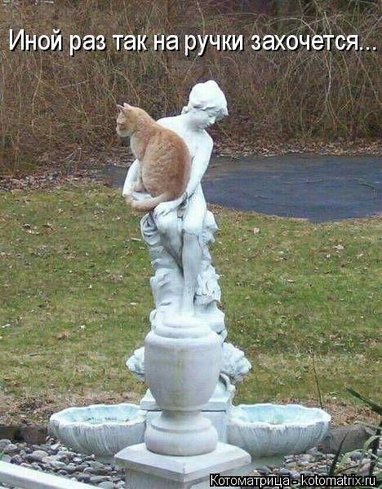 Лучшие котоматрицы недели
