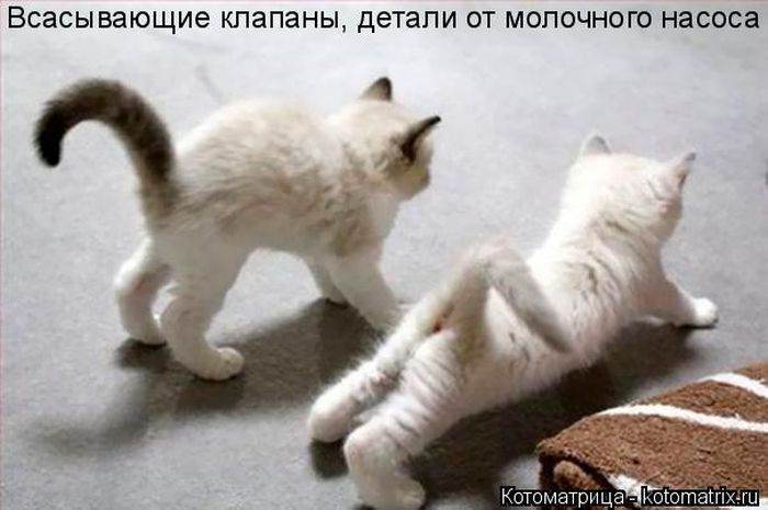 Лучшие котоматрицы недели