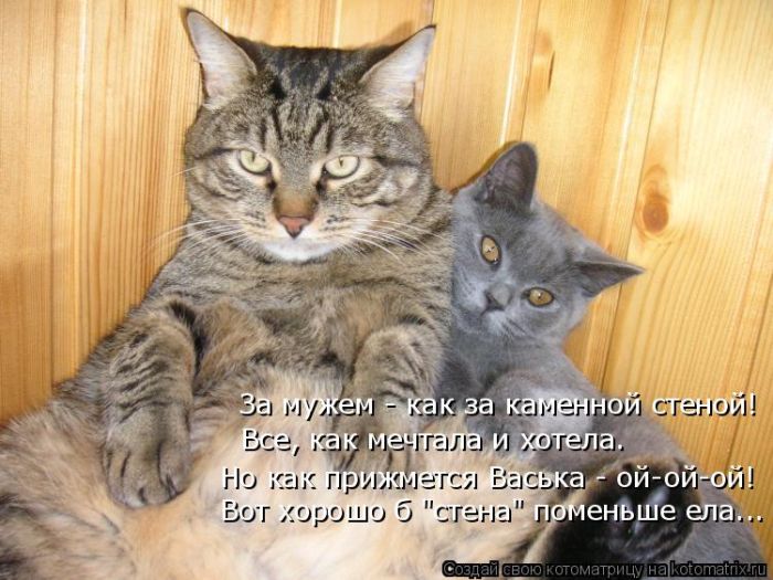 Лучшие котоматрицы недели