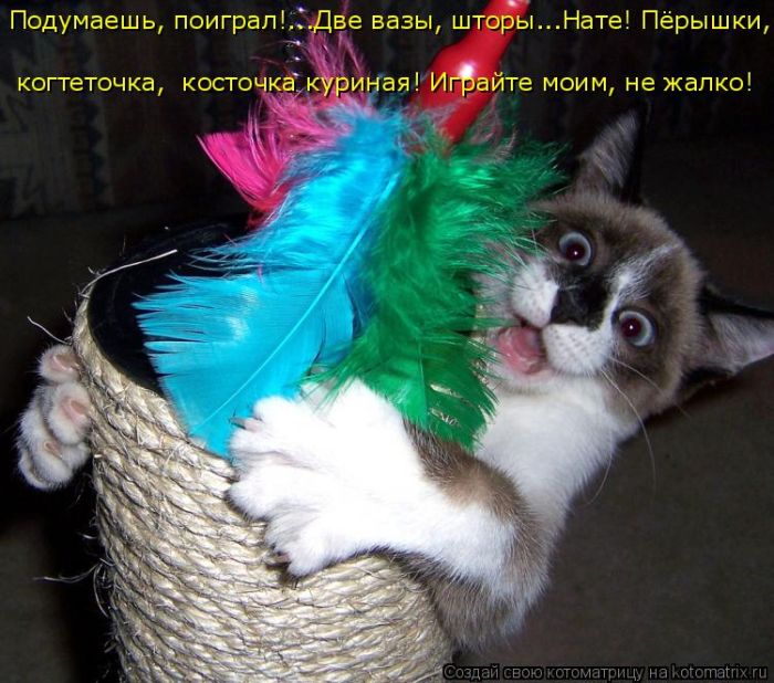 Лучшие котоматрицы недели