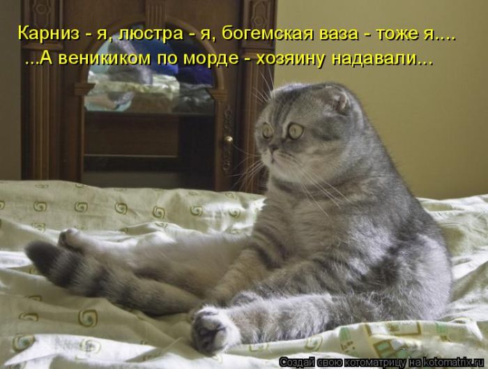 Лучшие котоматрицы недели
