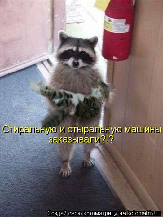 Лучшие котоматрицы недели