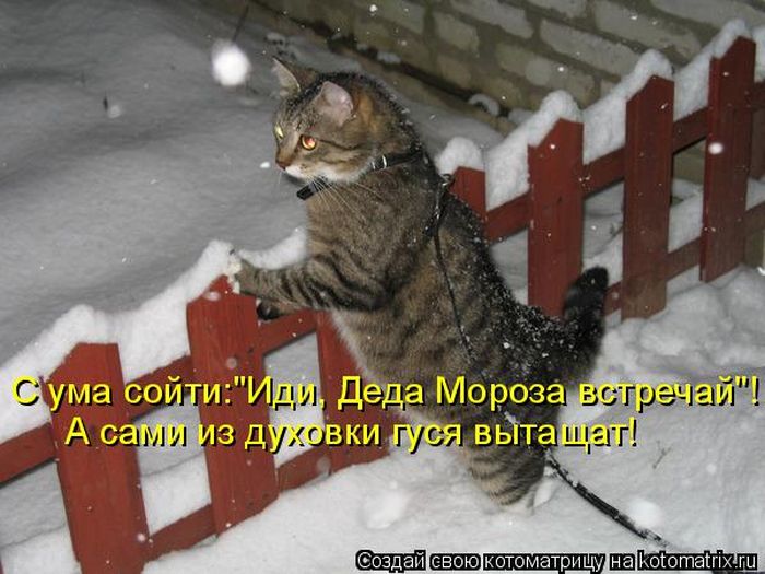 Лучшие котоматрицы недели