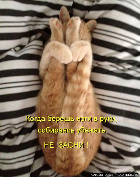 Лучшие котоматрицы недели