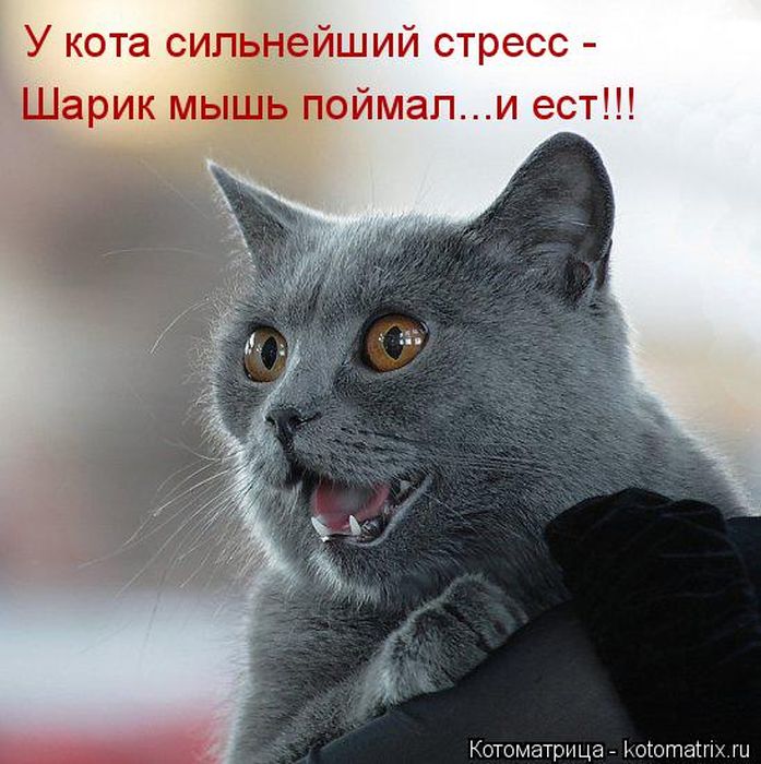 Лучшие котоматрицы недели