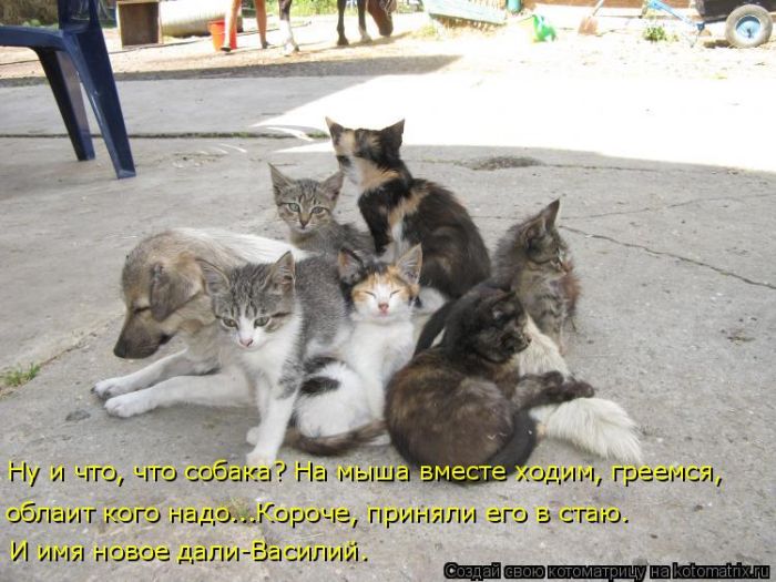Лучшие котоматрицы недели