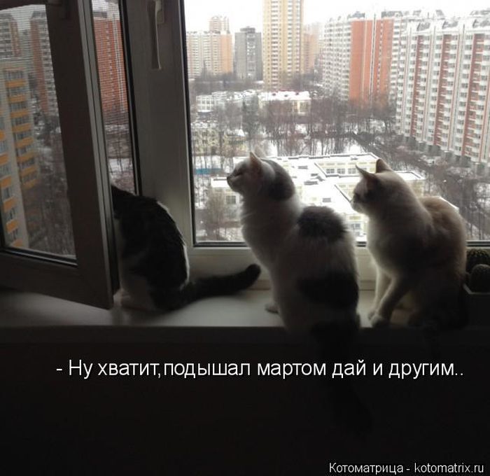Лучшие котоматрицы недели