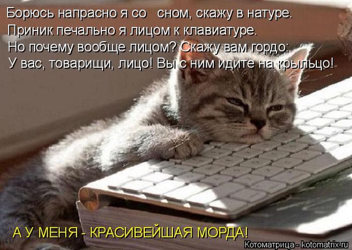 Лучшие котоматрицы недели