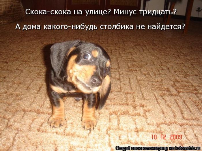 Лучшие котоматрицы недели
