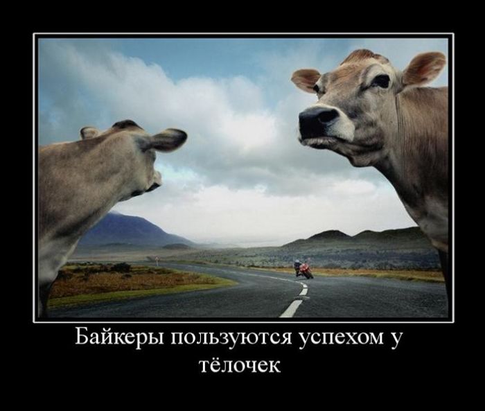 Демотиваторы