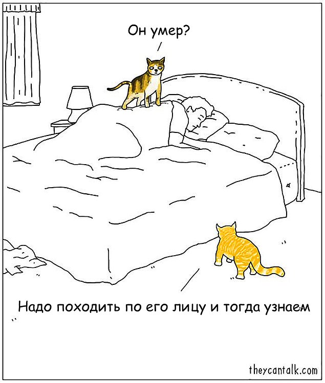 Проблемы жизни с котом в забавном комиксе
