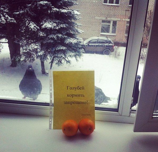 Порция картинок