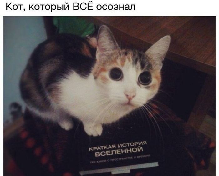 Прикольные картинки