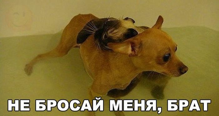 Прикольные картинки