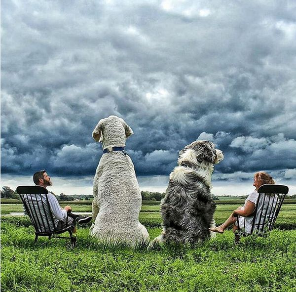 Невероятные приключения американского фотографа и его «собаки-великана»