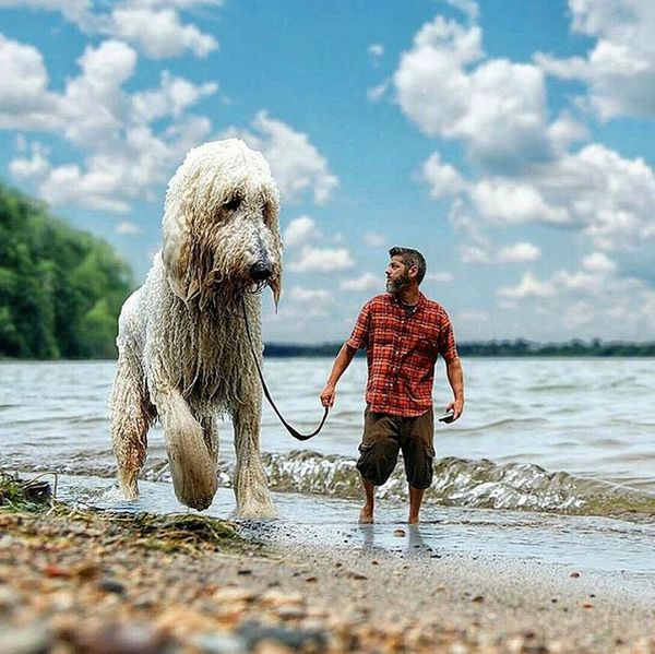 Невероятные приключения американского фотографа и его «собаки-великана»