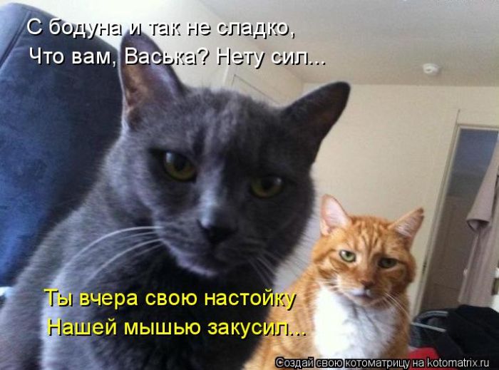 Лучшие котоматрицы недели