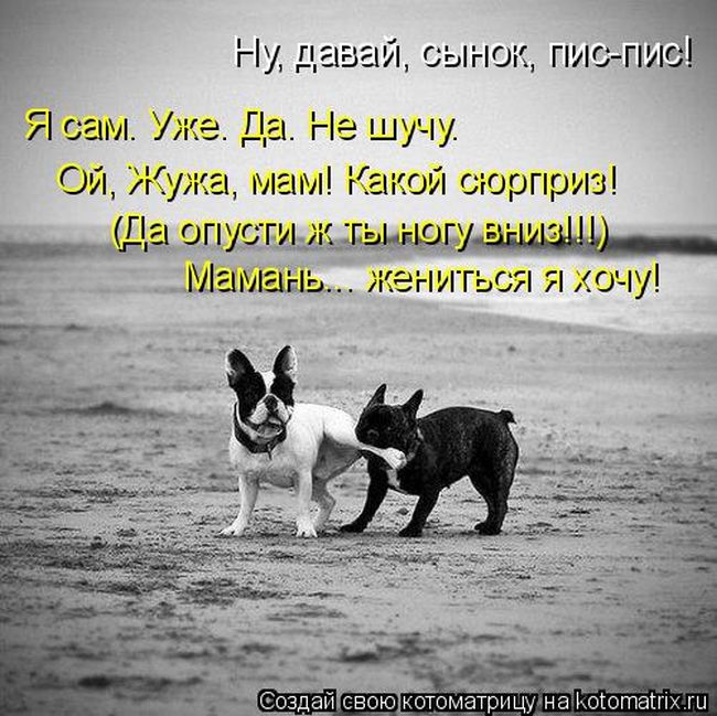 Лучшие котоматрицы недели