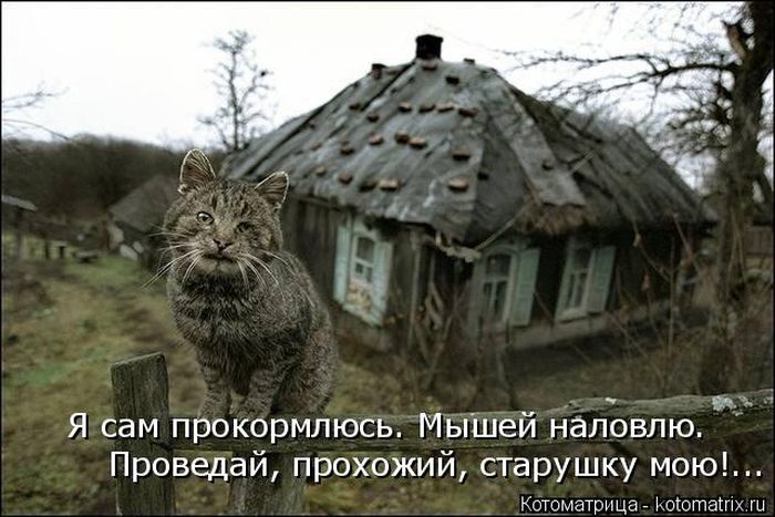 Лучшие котоматрицы недели