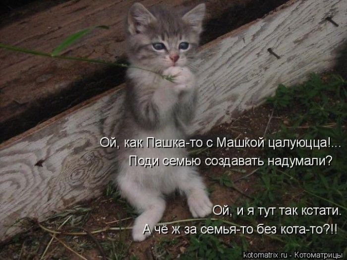 Лучшие котоматрицы недели