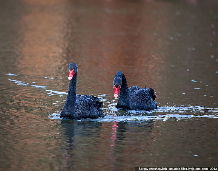 Черные лебеди Черные лебеди