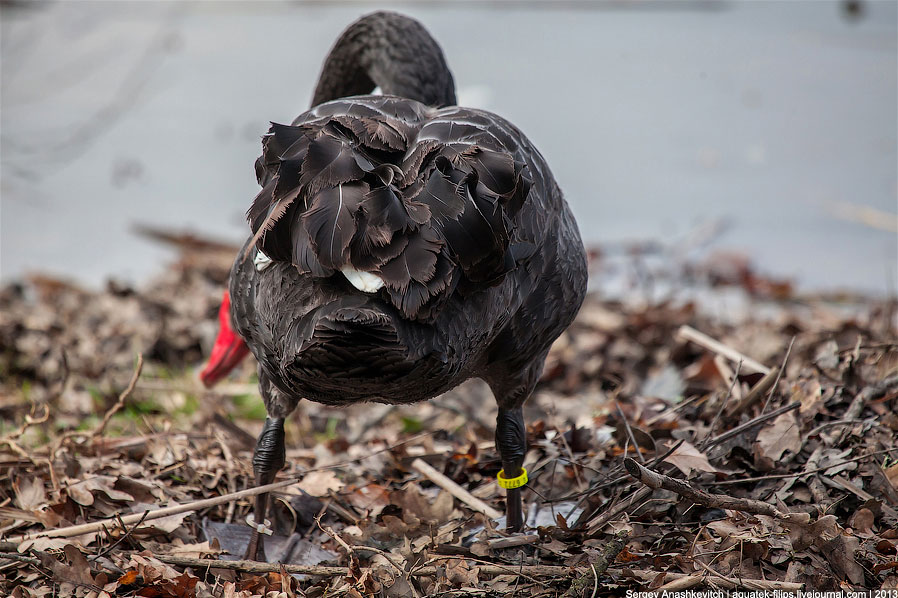 Черные лебеди Черные лебеди
