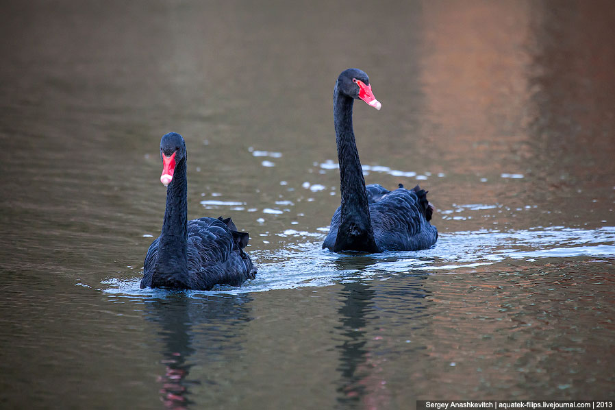 Черные лебеди Черные лебеди
