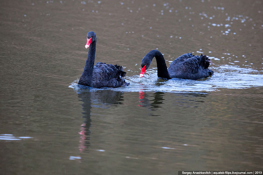 Черные лебеди Черные лебеди