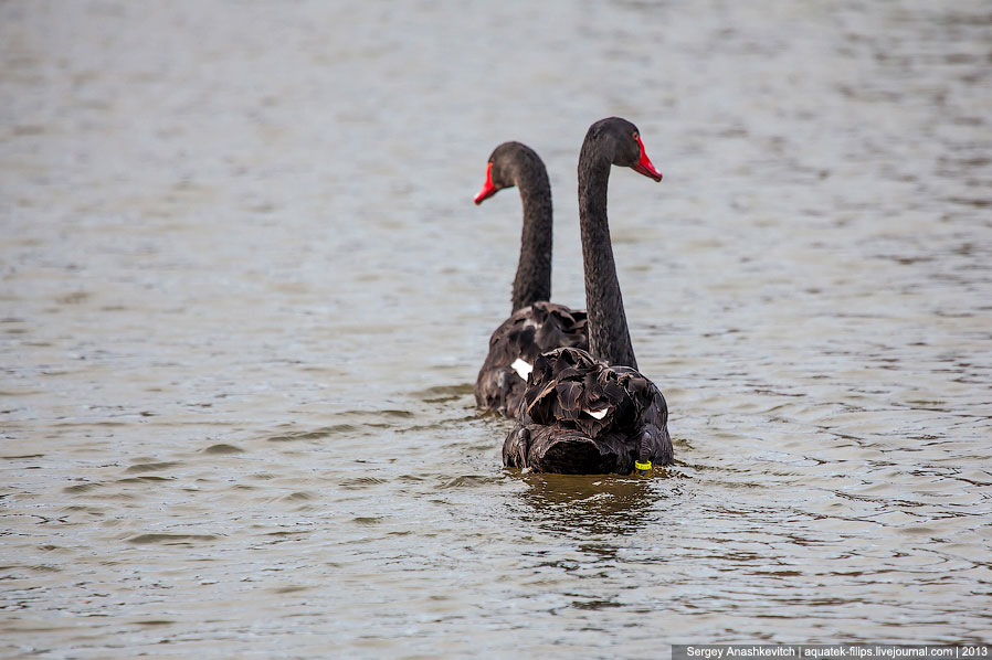 Черные лебеди Черные лебеди