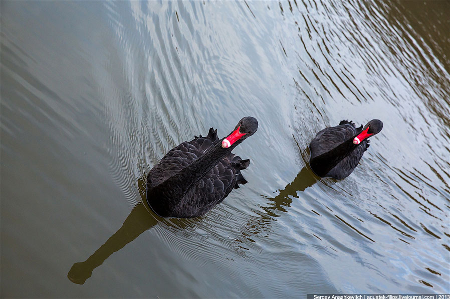 Черные лебеди Черные лебеди