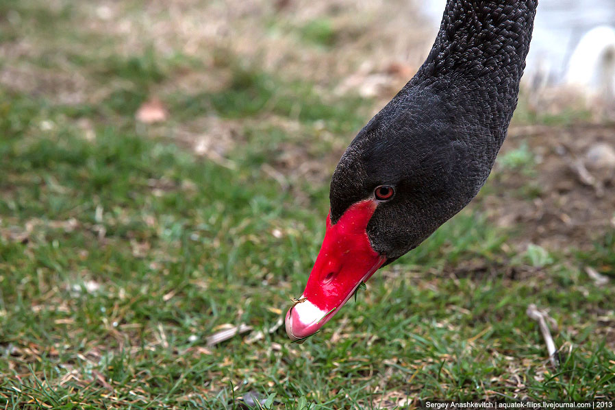 Черные лебеди Черные лебеди