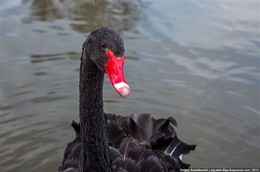 Черные лебеди Черные лебеди