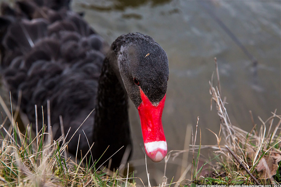 Черные лебеди Черные лебеди