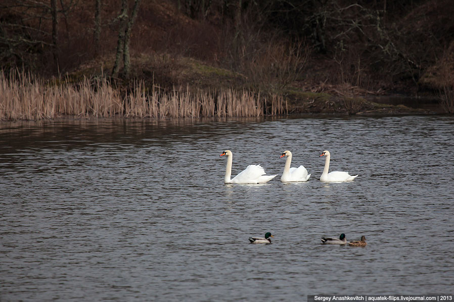 Черные лебеди Черные лебеди